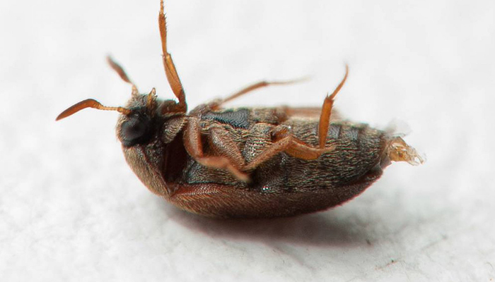 Коричневые жуки — маленькие незваные гости дома